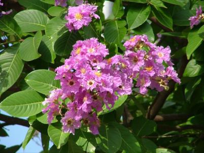 Банаба (Lagerstroemia speciosa) – удивительное растение для контроля сахара крови