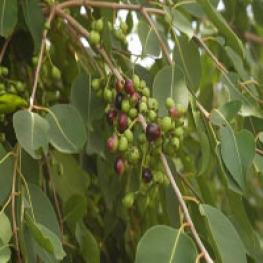 Плоды джамболана(Syzygium Cumini или Eugenia jambolana) известны как гипогликемическое средство, они также защищают клетки мозга от повреждения.