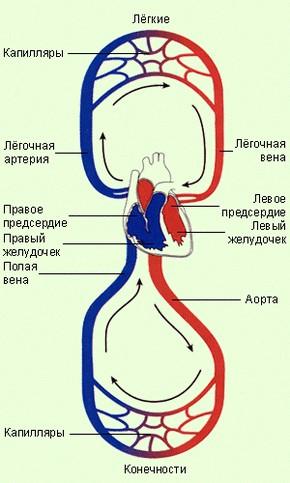 Система кровообращения