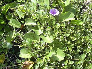 Пунарнава - важное тонизирующее и омолаживающее растение для почек