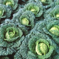 Савойская капуста - гарант здоровья | Полезные свойства продуктовСавойская капуста - гарант здоровья | Полезные свойства продуктов