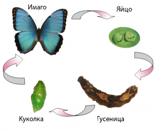 Другой пример плеоморфизма - как гусеницы превращаются в бабочек.
