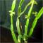 Циссус четырехугольный – это древное лекарственное растение как средство для похудения и травы для похудения