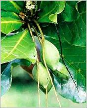 Бибхитаки (Terminalia belerica)– острый, кислый и горький плод.