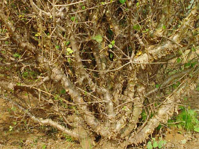 Гуггул - один из ключевых компонентов в системе аюрведы, входит в "золотой ряд" используемых ею растений.