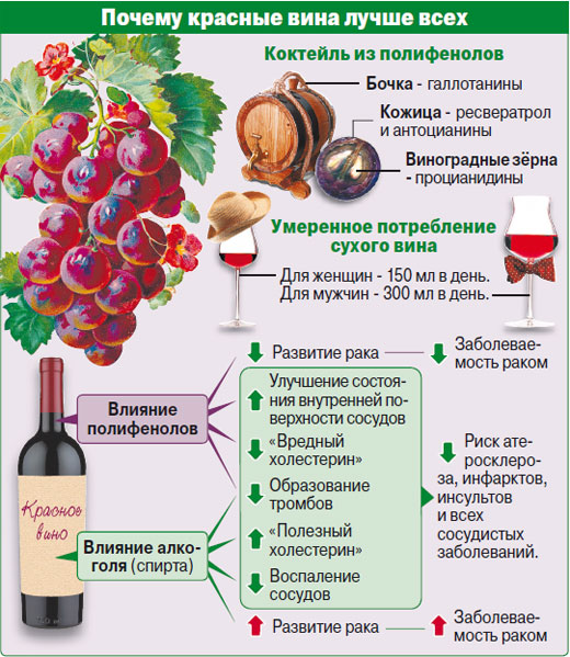 Вино полезнее водки: оно защищает сердце и замедляет старение